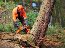 Best Leaf Removal  in La Mirada, CA